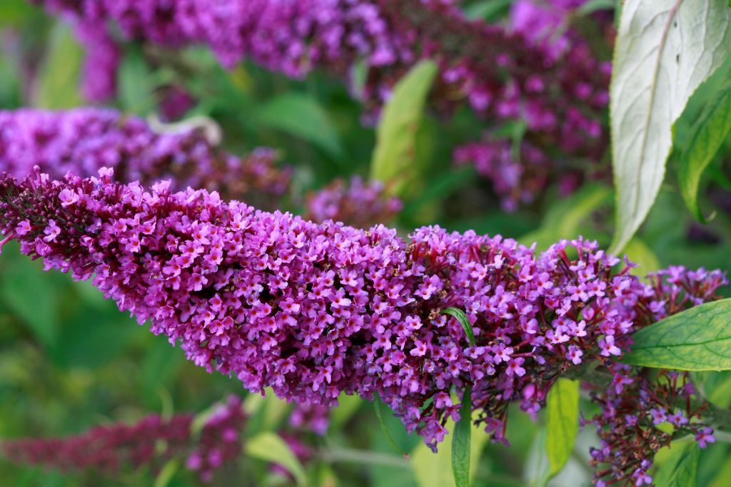 Blooming purple Butterfly Bush (Buddleja davidii) flowers stretch from the green leaves of the bush.