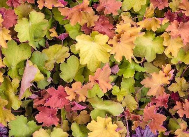 Heuchera