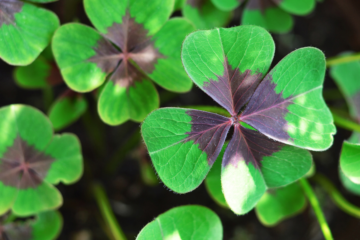 Purple-to-green Oxalis tetraphylla 'Iron Cross' leaflets up close