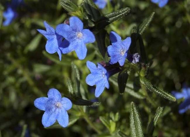 Lithodora