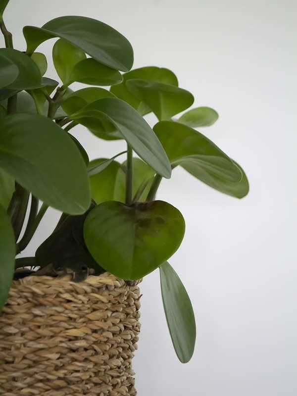 peperomia plant in a seagrass planter