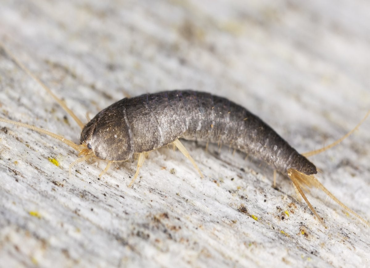 A shiny silverfish (Lepisma saccharina) insect slithers along a granite kitchen countertop.