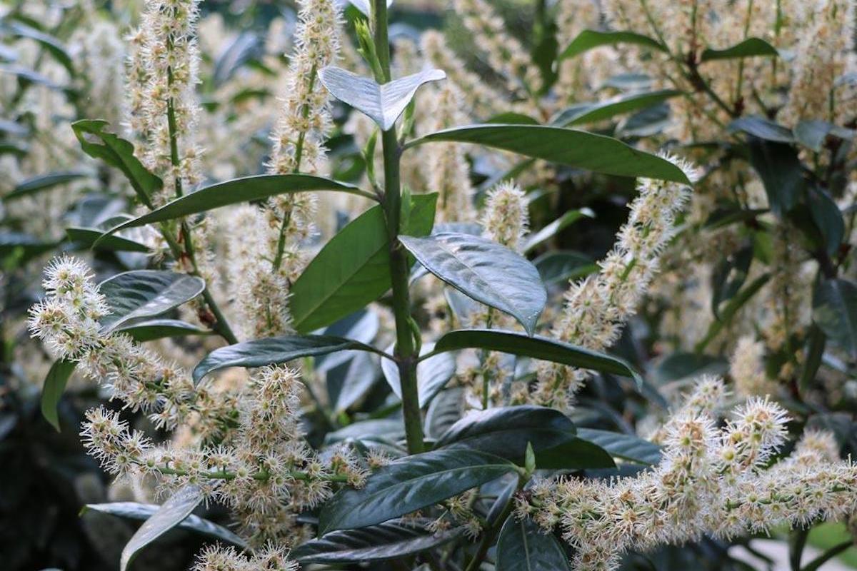 Prunus laurocerasus 'Schipkaensis' or skip laurel with small white flowers.