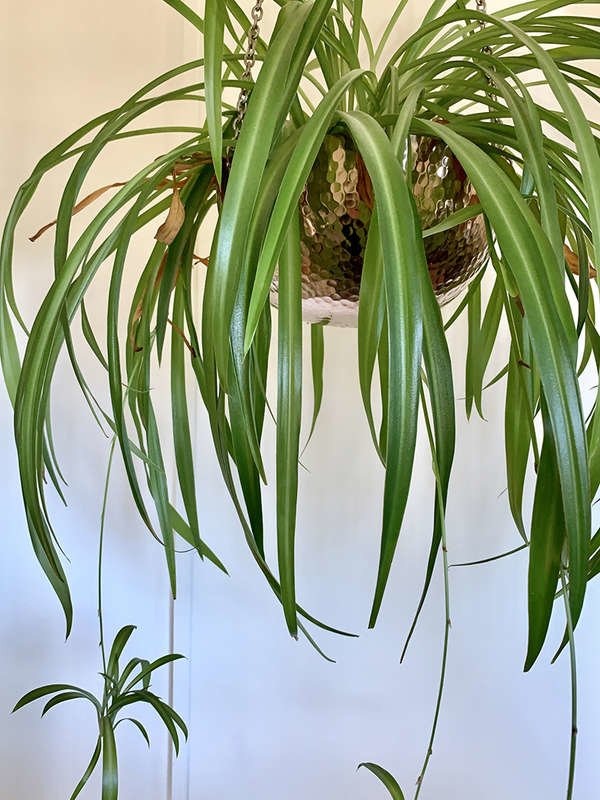 spider plant in a hanging basket