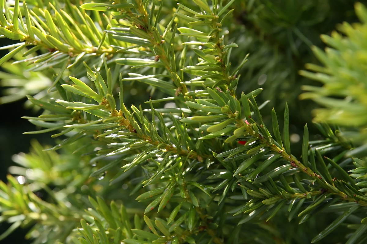 The branches of a Hicks Yew (Taxus x media Hicksii) hedge conceals a small red berry.