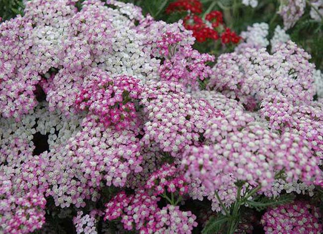 Yarrow