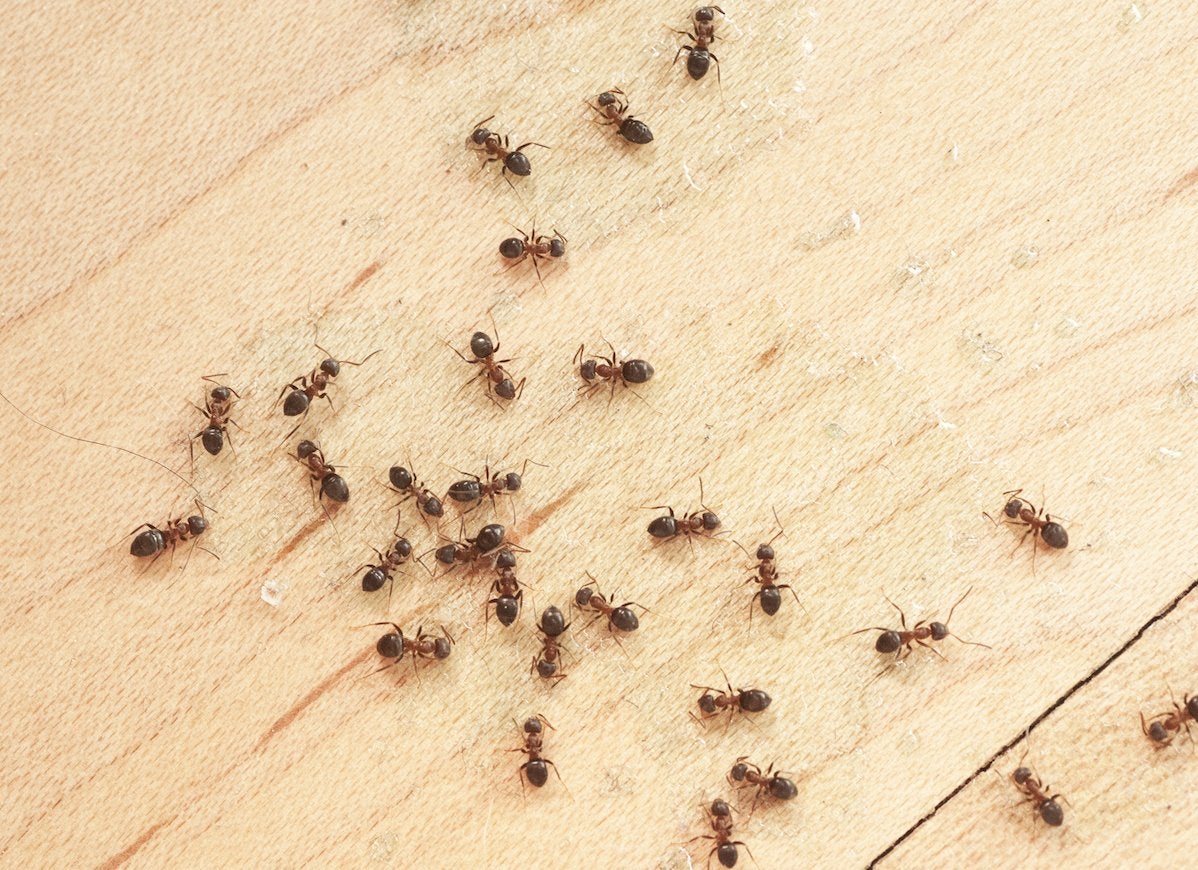 A column of house ants (Tapinoma sessile) navigate a home's light wood flooring.