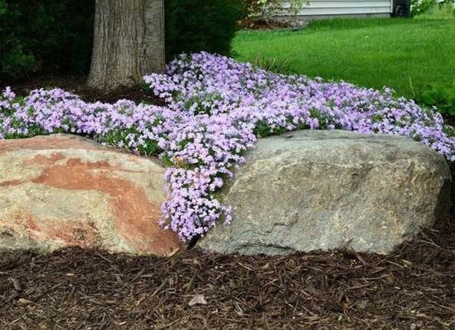 best ground covers creeping phlox