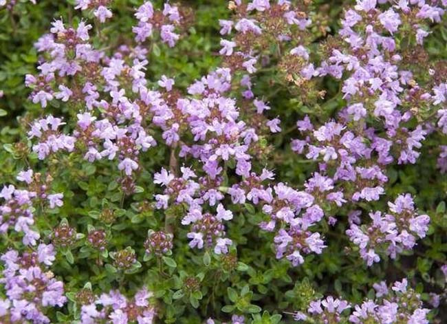 creeping thyme