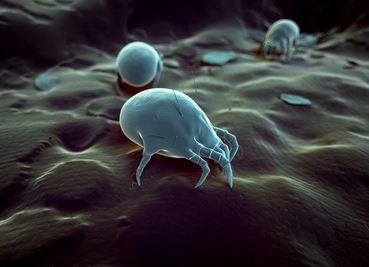 A 3D artist's rendition of three microscopic dust mites (Dermatophagoides spp.) feeding on what could be dead skin.