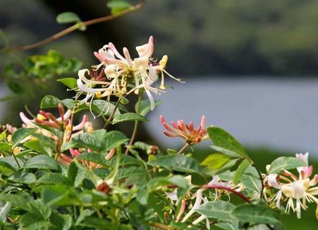 honeysuckle