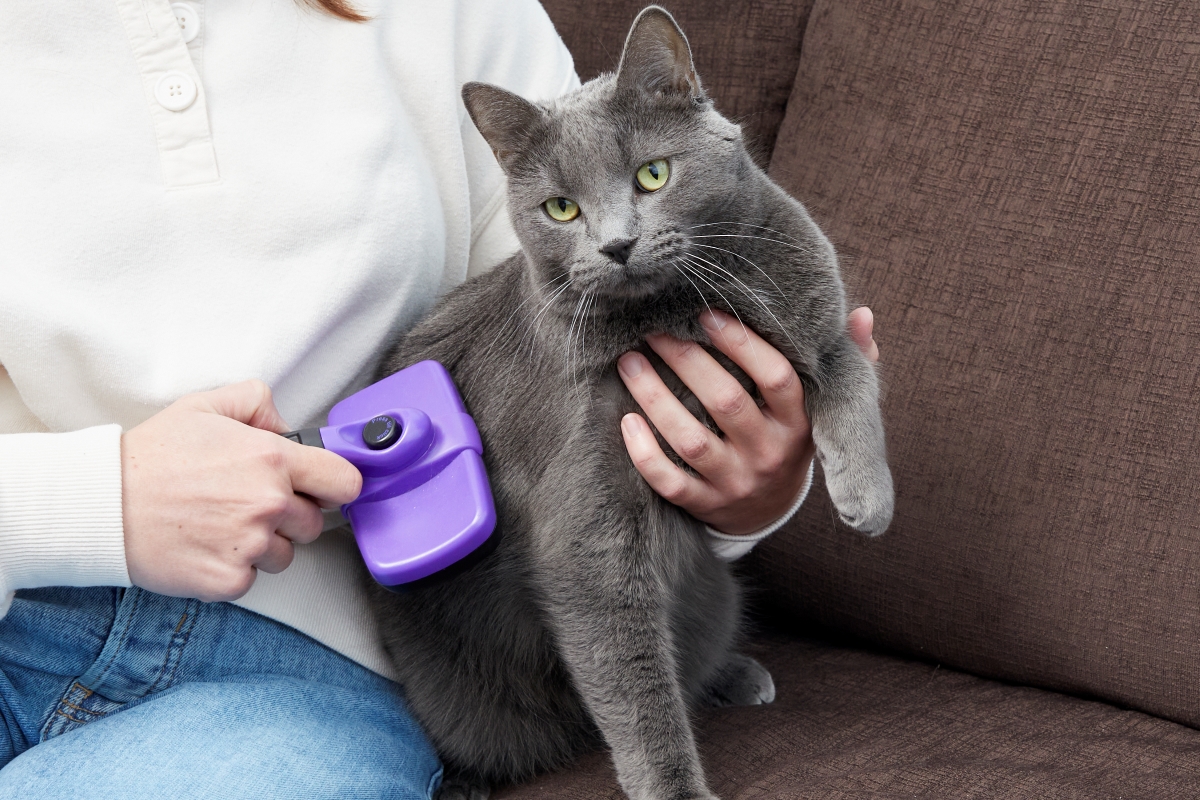 A gray cat is being groomed on the couch with a brush.