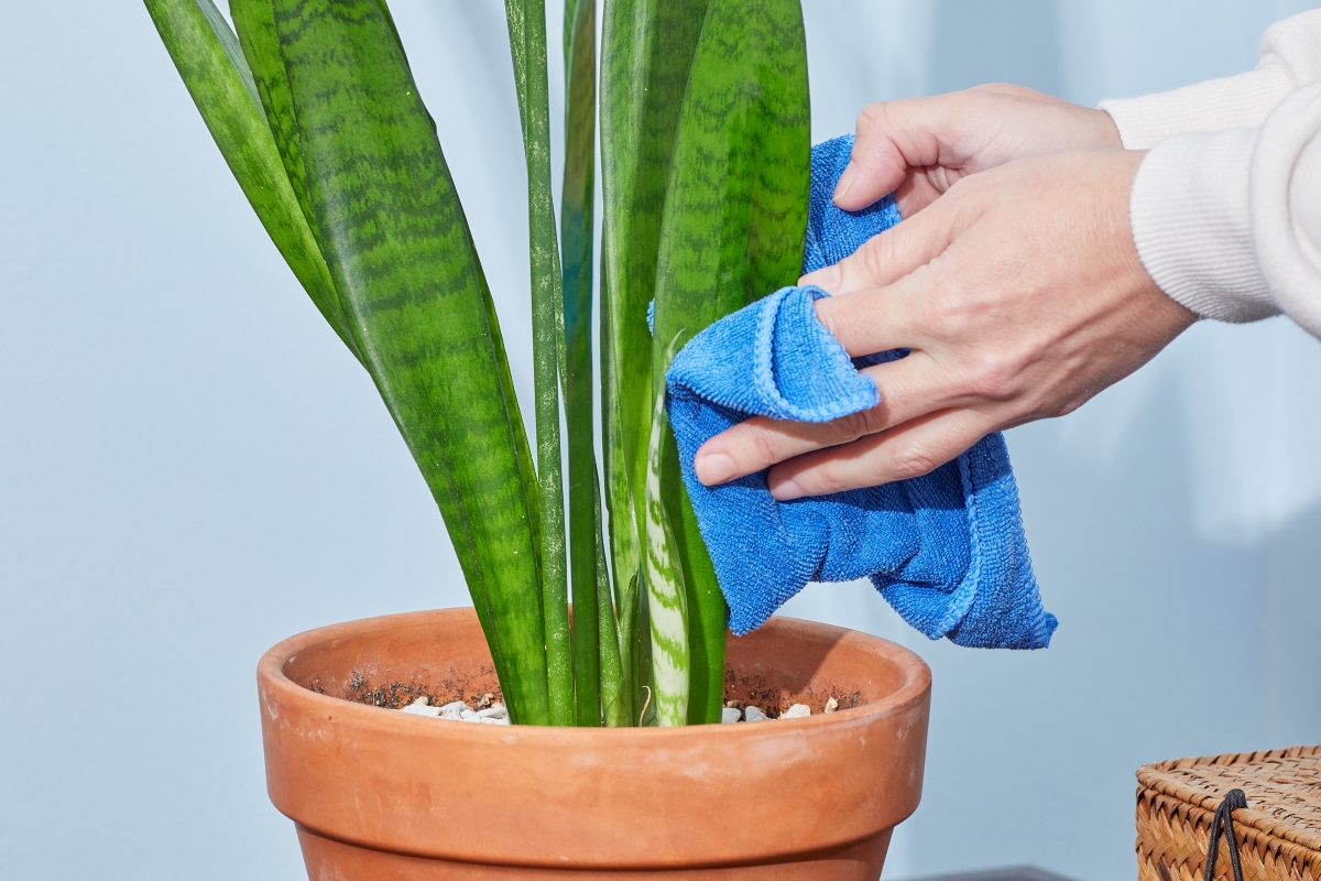 A person is using a blue microfiber towel to wipe dust off a potted plant.