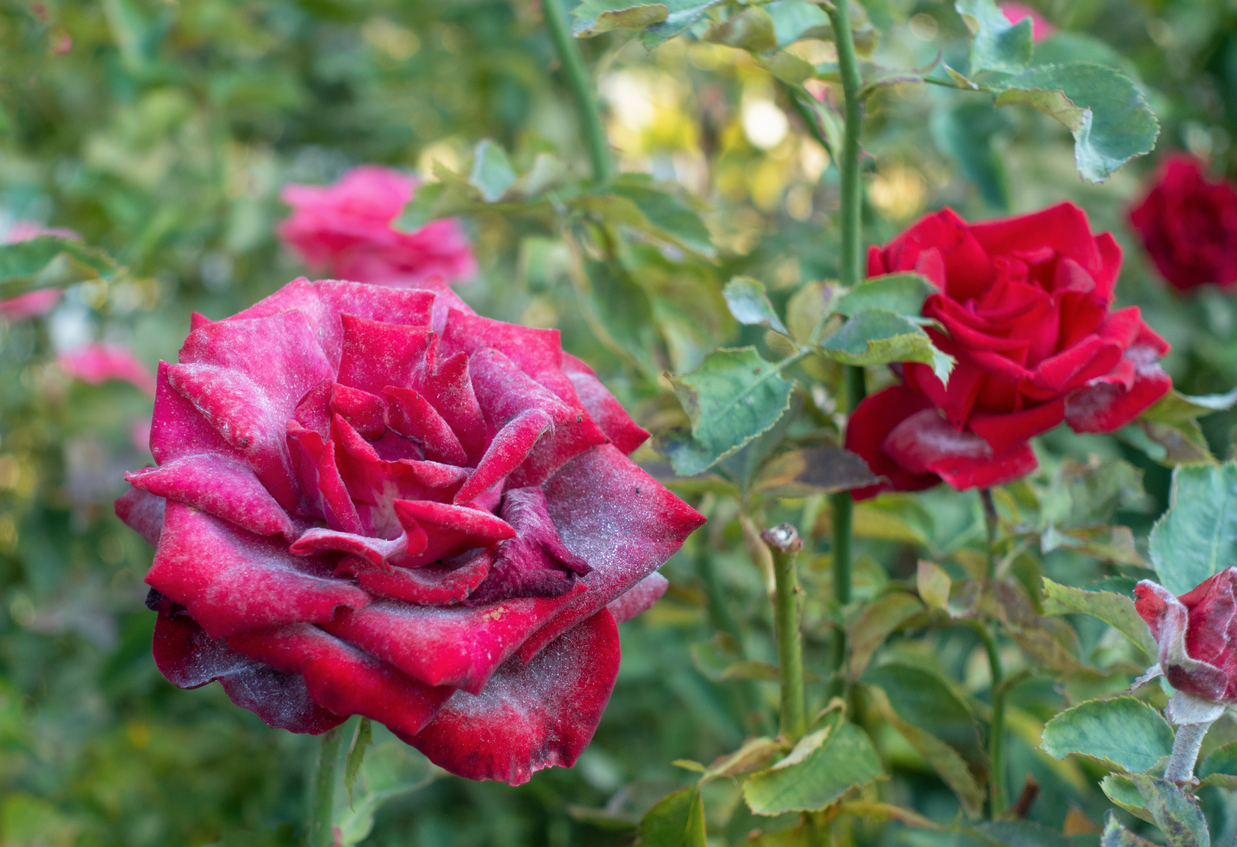 iStock-1056214736 powdery mildew on plants powdery mildew on dark pink rose