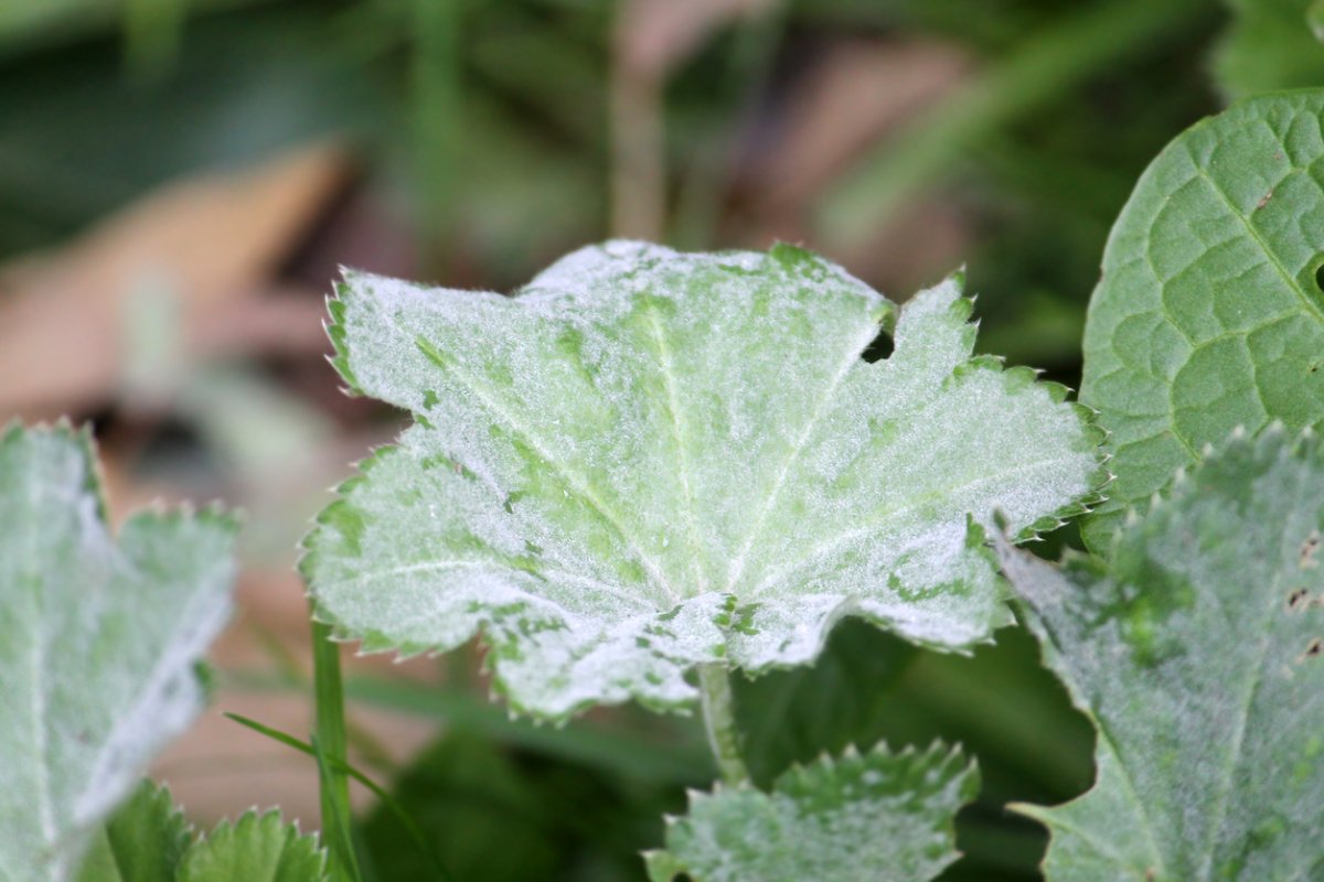 iStock-1096699790 powdery mildew on plants close up on powdery mildw on ladys mantle