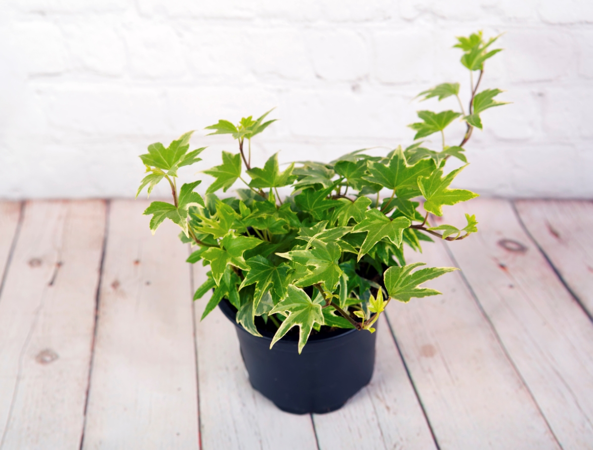 Christmas plants - ivy in pot