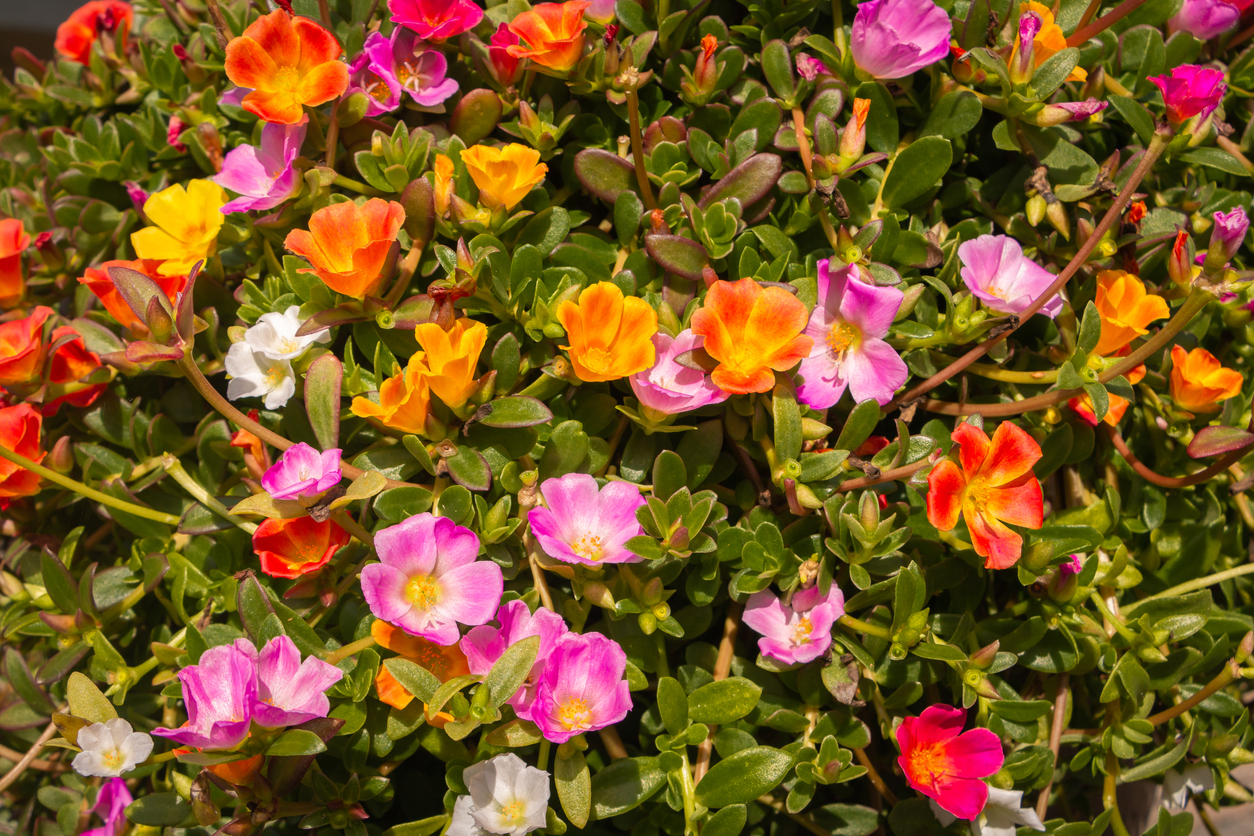 iStock-1174337094 annual flowers portulaca.jpg