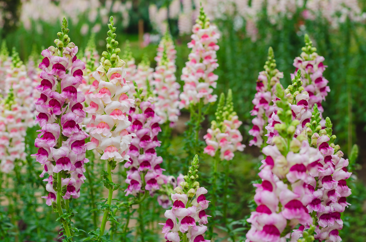 iStock-1211295597 annual flowers snapdragon.jpg