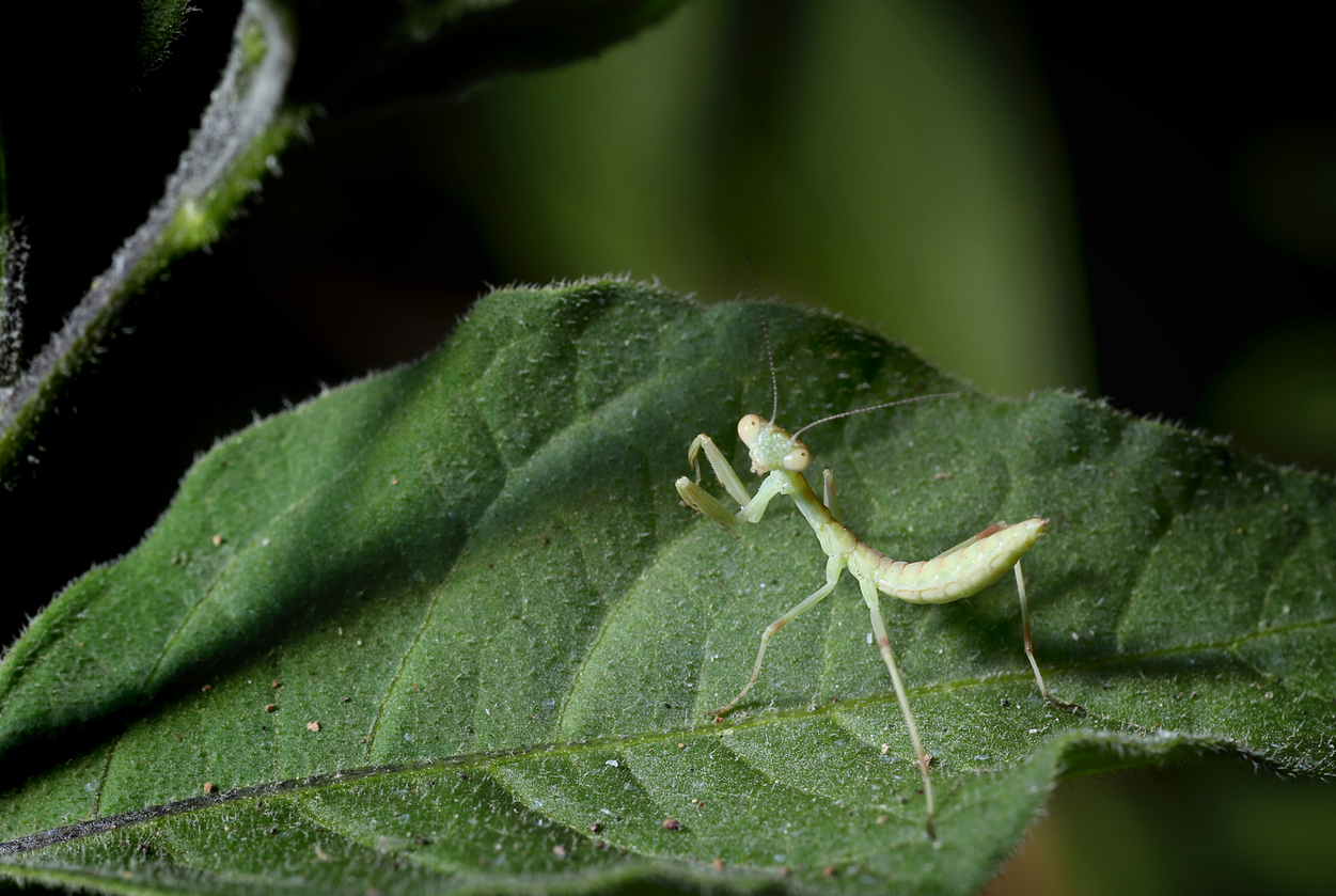 iStock-1240828118 Garden Gifts for Christmas Tree young praying mantis.jpg