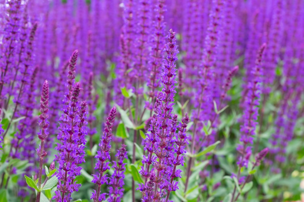 Salvia Care 101: How to Grow Salvia at Home - Bob Vila