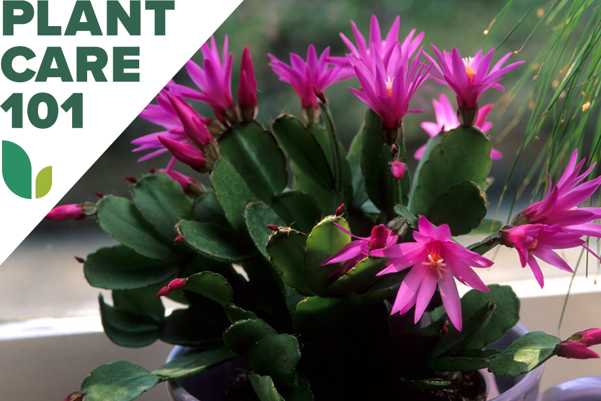 easter cactus plant care 101 - how to grow easter cactus indoors