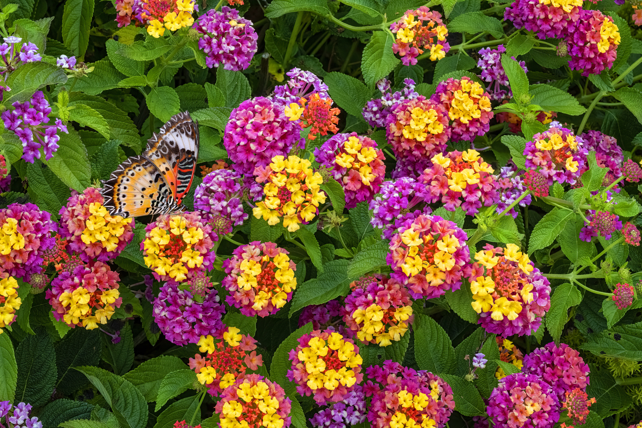 iStock-1327533598 annual flowers lantana.jpg