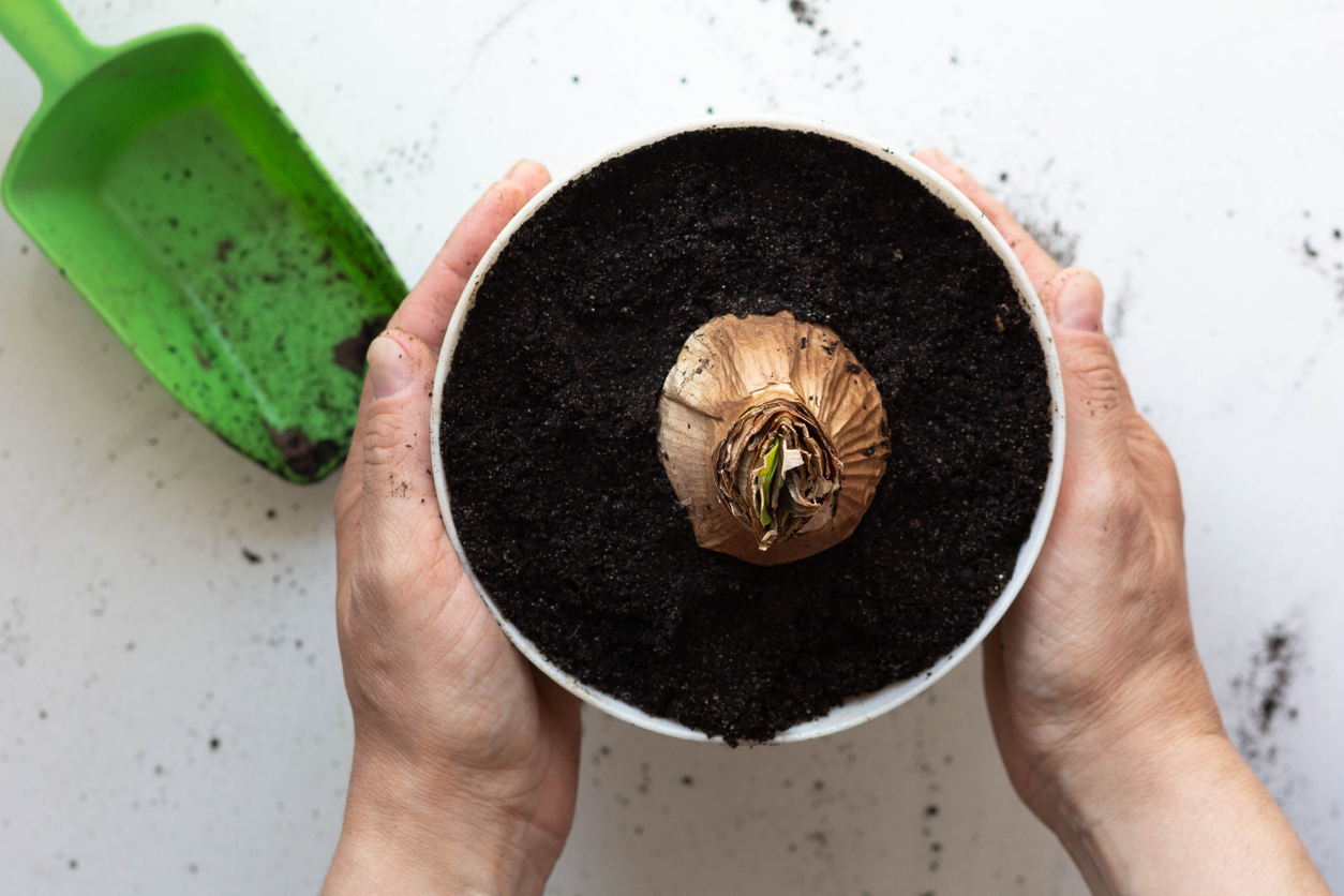 iStock-1335568924 must dos January woman holding pot with amaryllis bulb.jpg