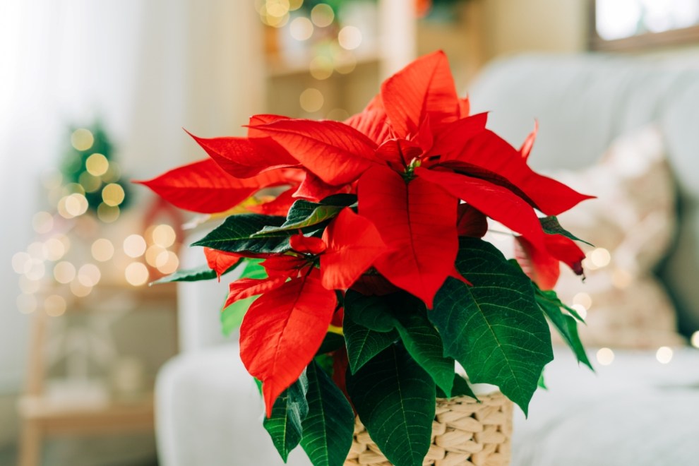 11 Christmas Plants That Will Enliven Your Holiday Decor - Bob Vila