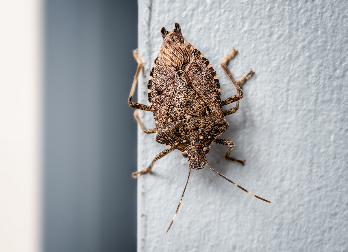 iStock-1356459956 worst pests sink bug.jpg