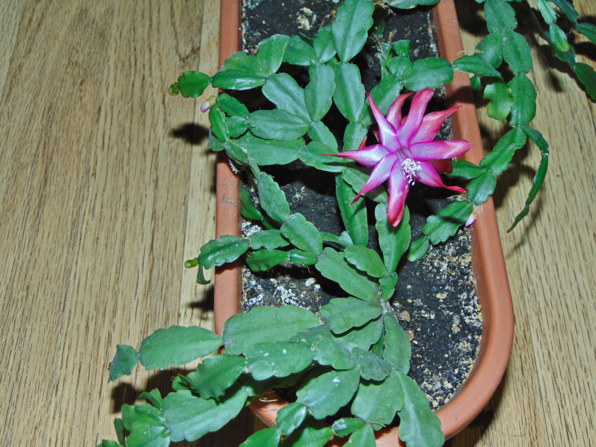 iStock-1358924384 easter cactus care close up of leaves of easter cactus.jpg