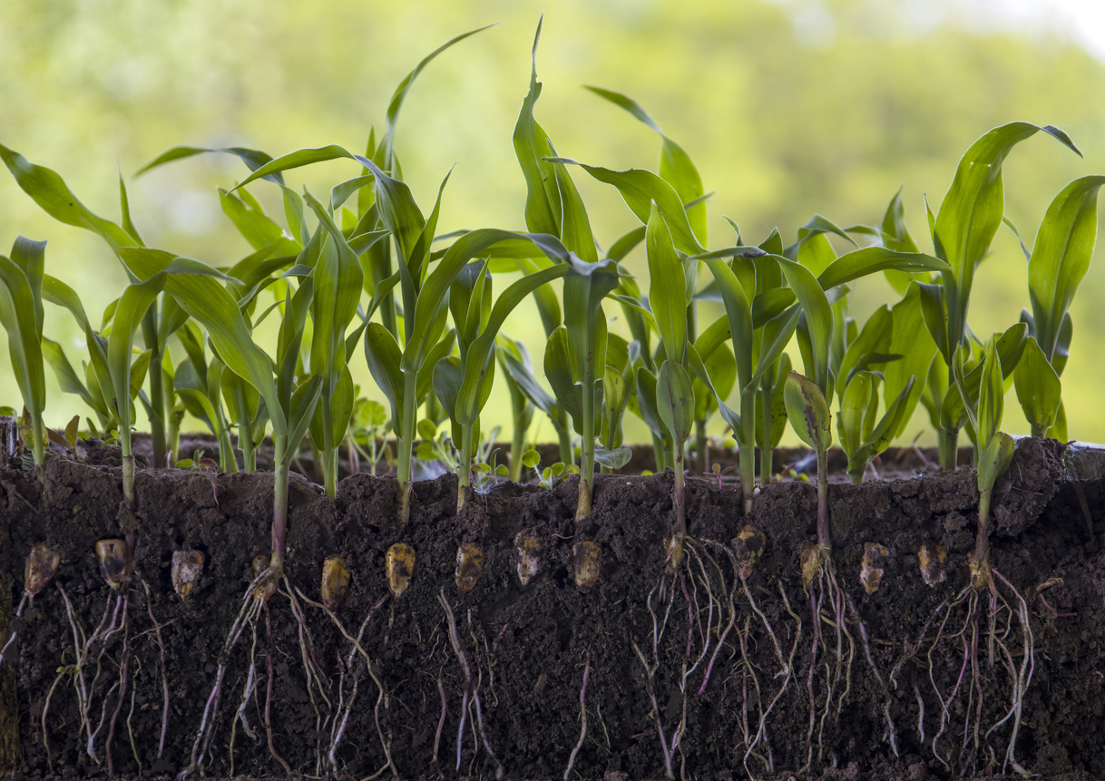 What Is Bone Meal and How Can I Use it in My Garden? - Bob Vila