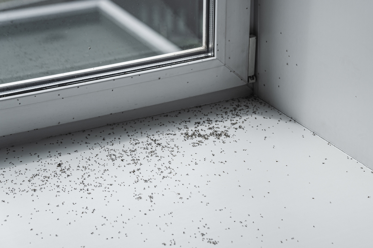 tiny black bugs infesting windows - faq