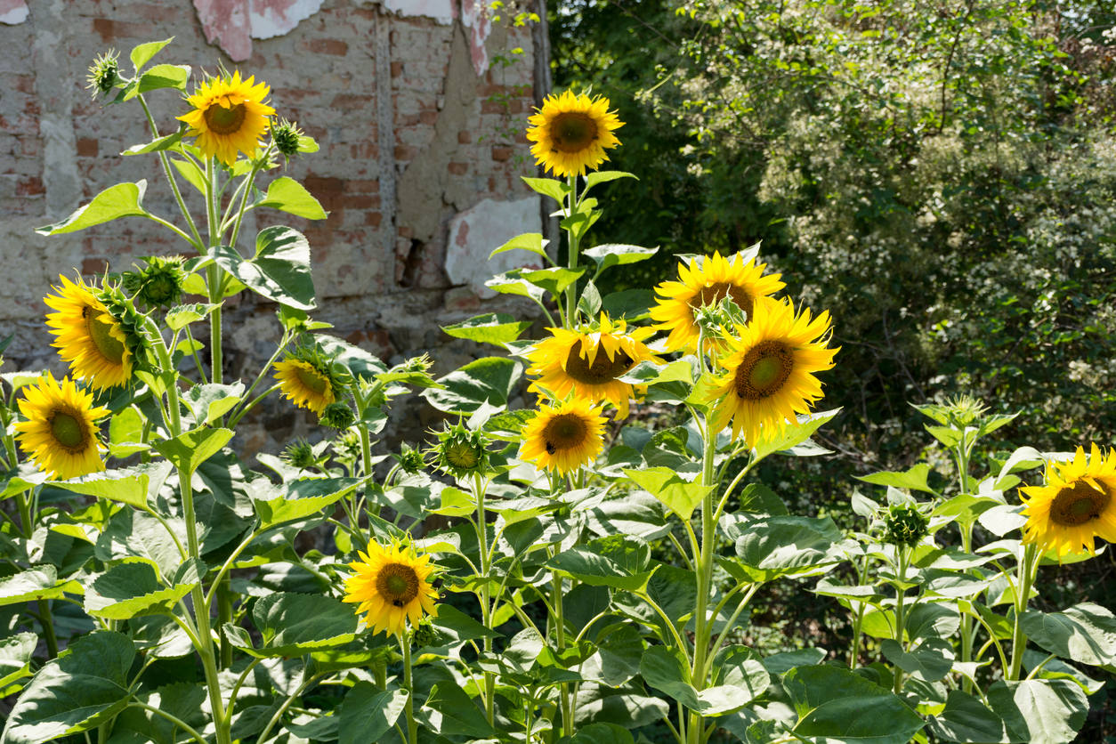 iStock-1417771398 annual flowers sunflowers.jpg