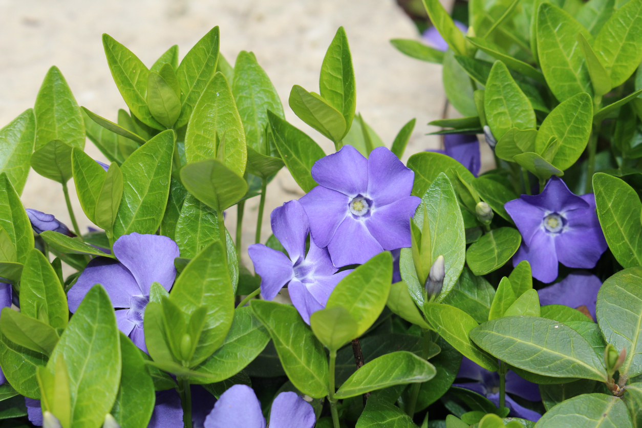 iStock-1440301852 annual flowers vinca.jpg