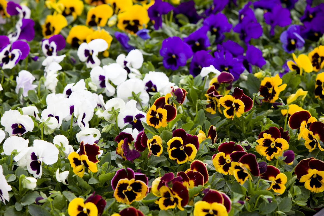 A group of planted purple, white, yellow, and red pansy flowers.