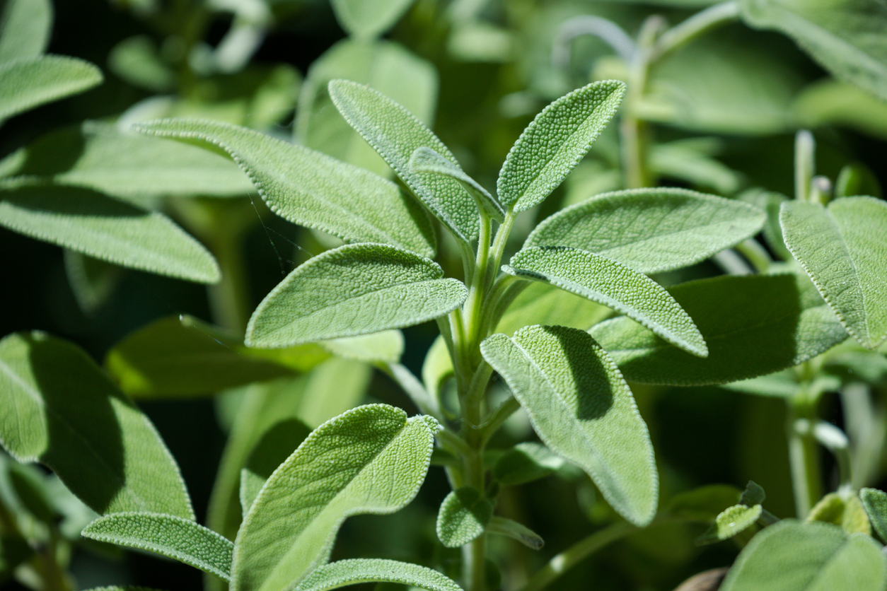 how to grow salvia salvia plant close up in garden