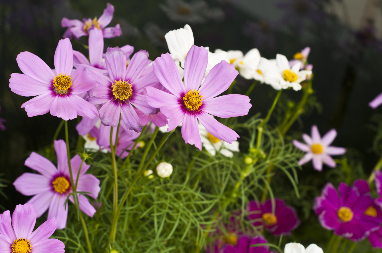 iStock-452533429 annual flowers cosmos.jpg