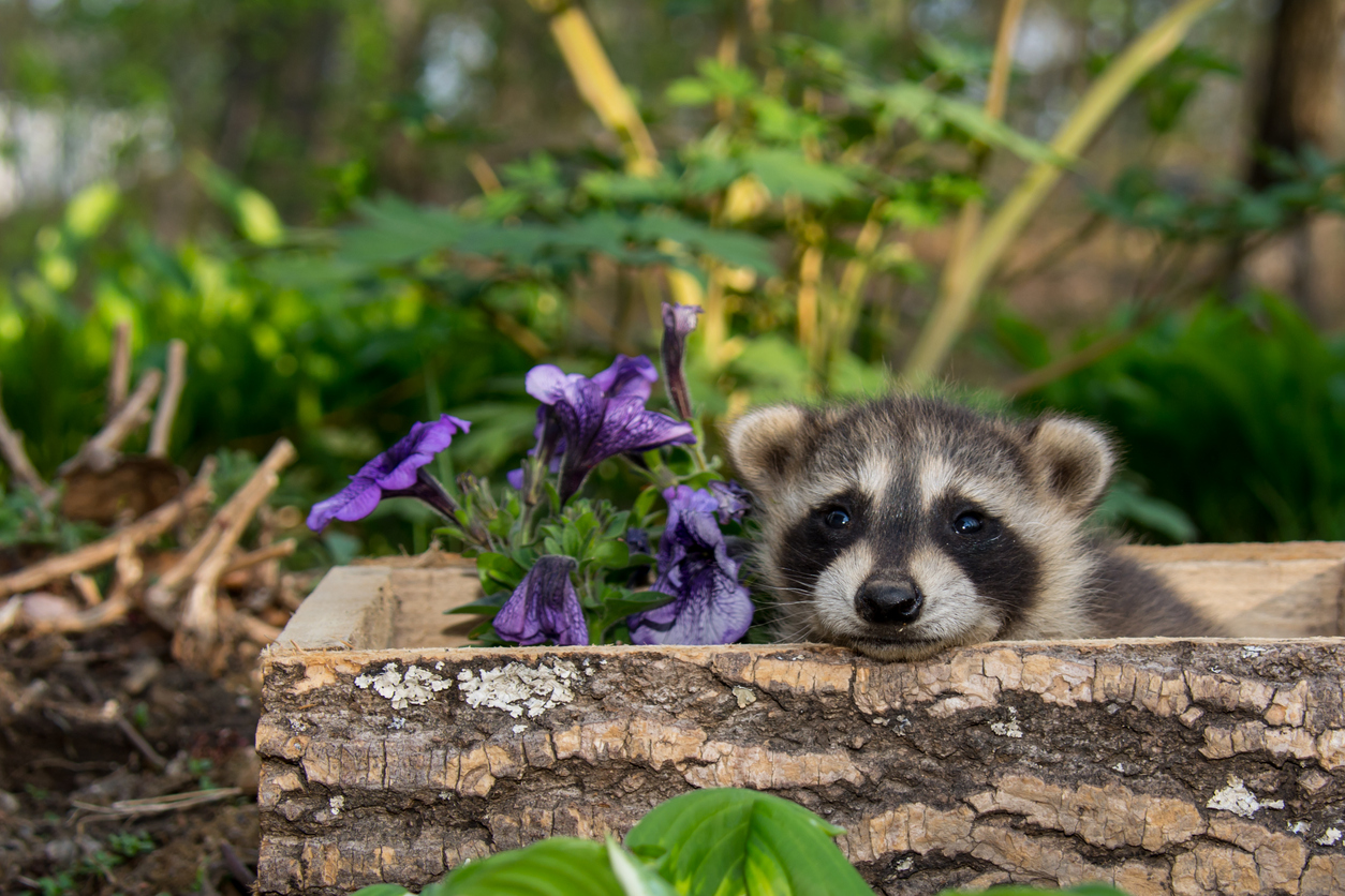 what is bone meal racoon in garden near flowers