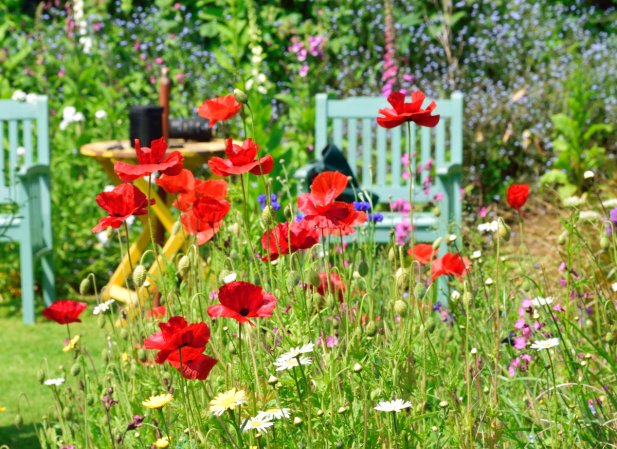 types of wildflowers all home gardeners should know