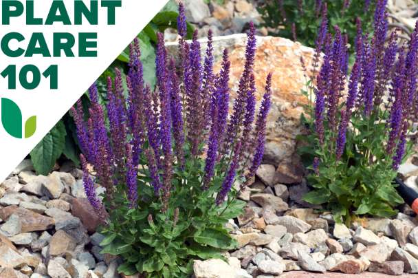 Salvia Care 101 How To Grow Salvia At Home Bob Vila 6056