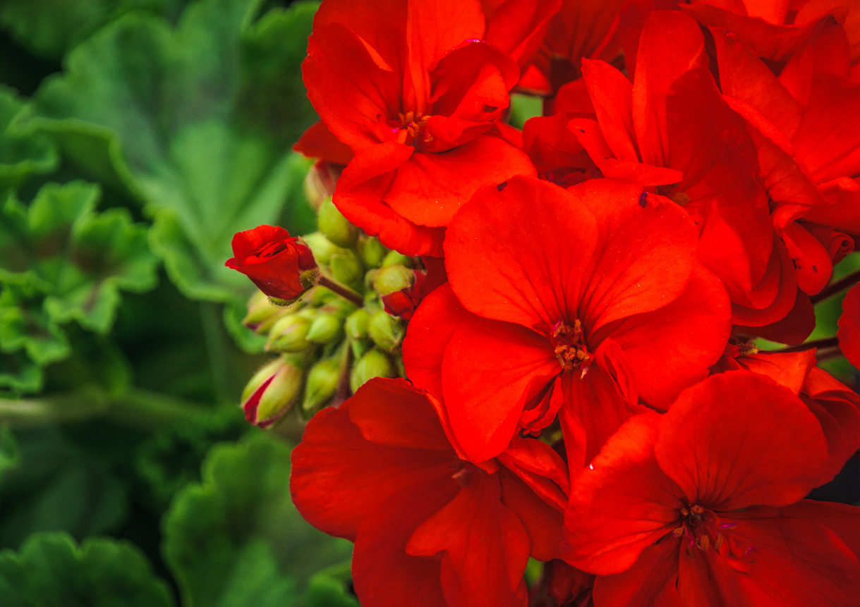 iStock-971111544 annual flowers geranium.jpg