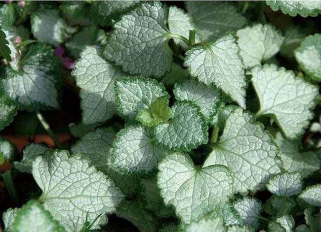 lamium