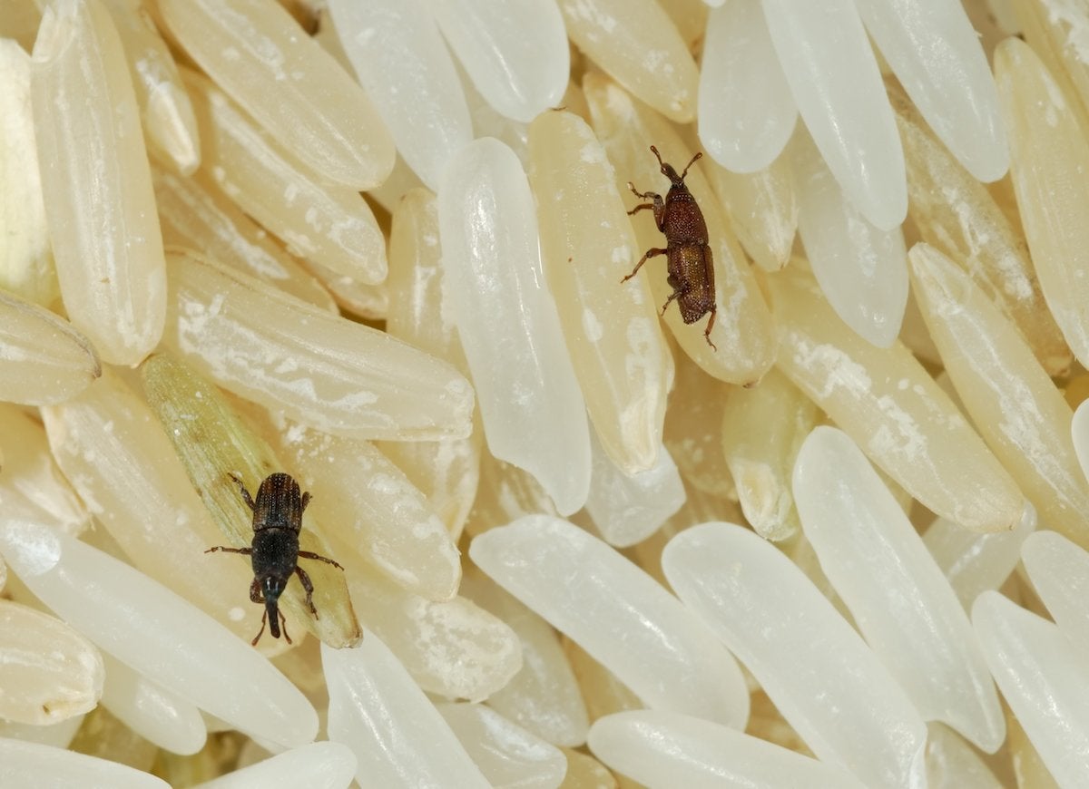 Two tiny rice weevils (Sitophilus oryzae) crawl among uncooked grains of white rice.