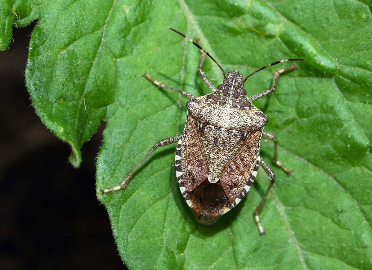 An adult brown marmorated stink bug (Halyomorpha halys) crawls along a large leaf.