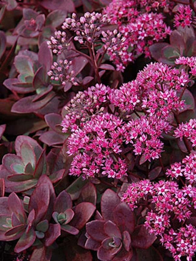 stonecrop purple