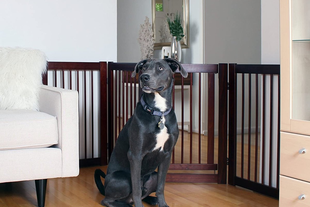 The Best Dog Gates Options