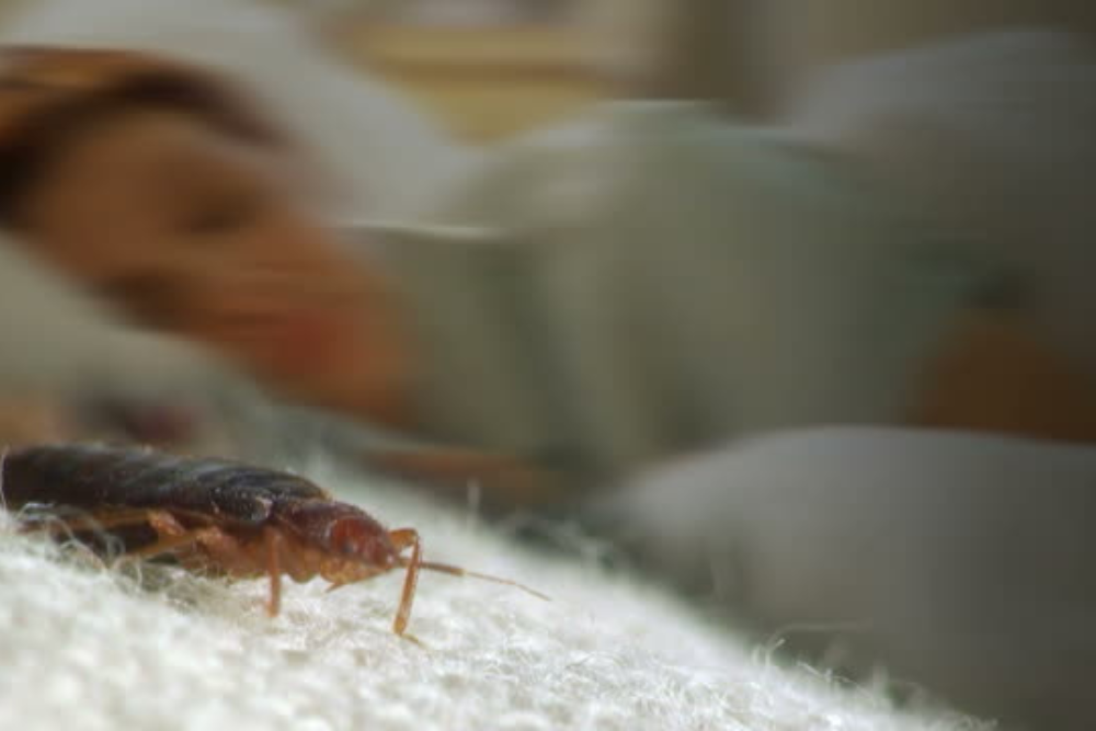 Early Signs Of Bed Bugs