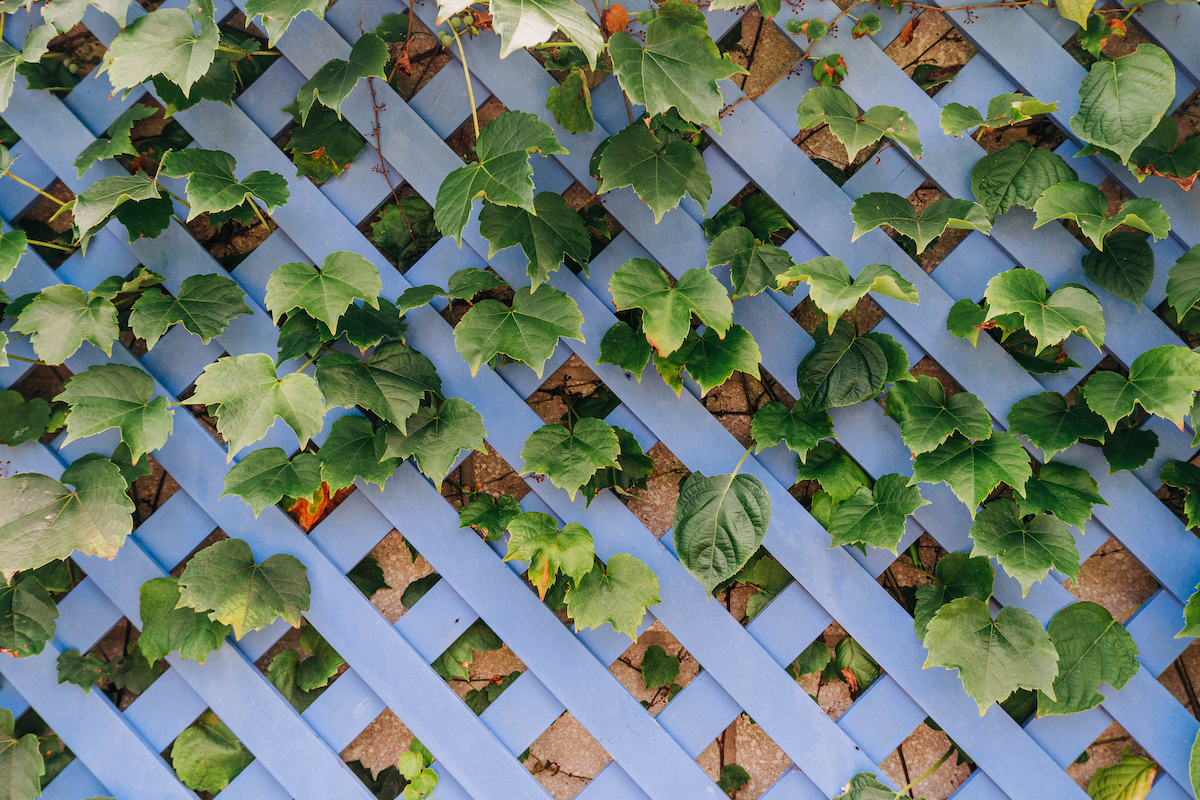 Green ivy is growing on a trellis fence in front of a brown stone wall.