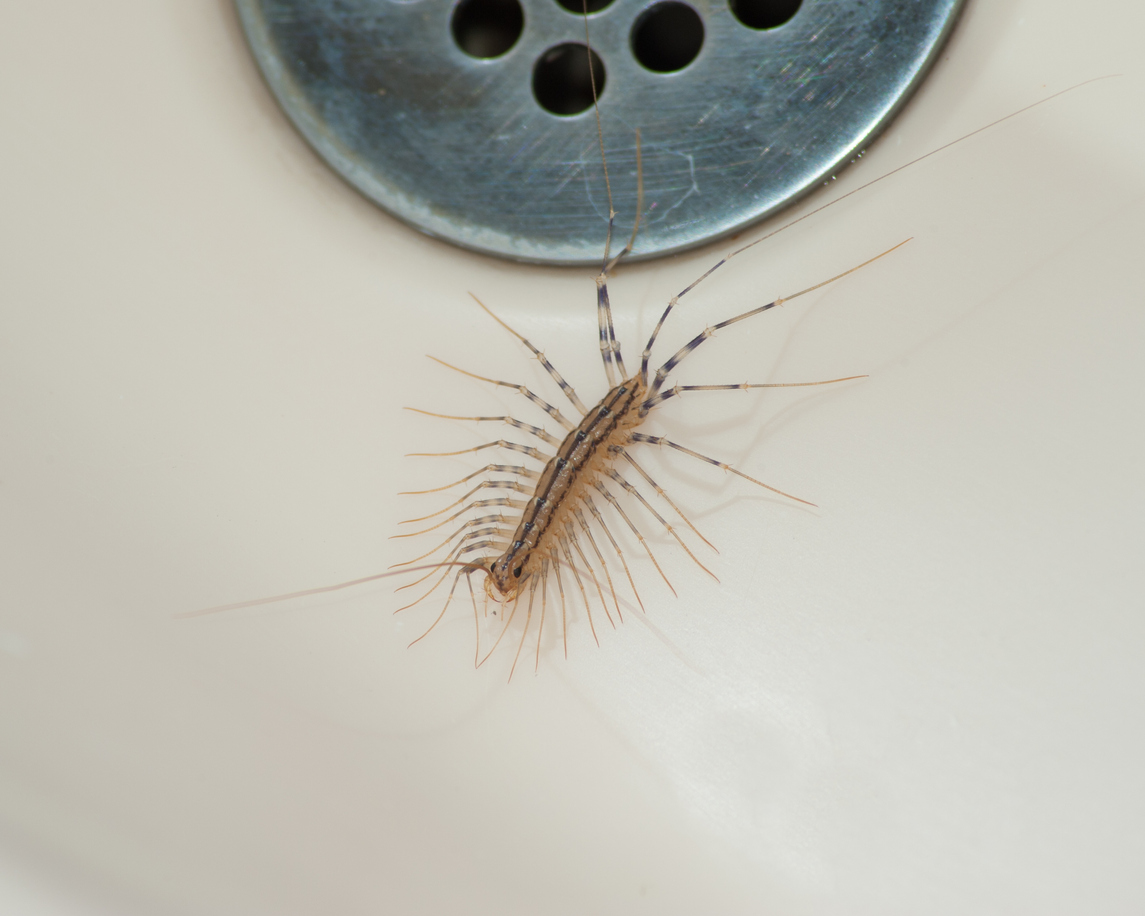 A house centipede (Scutigera coleoptrata) crawls away from a bathtub drain.