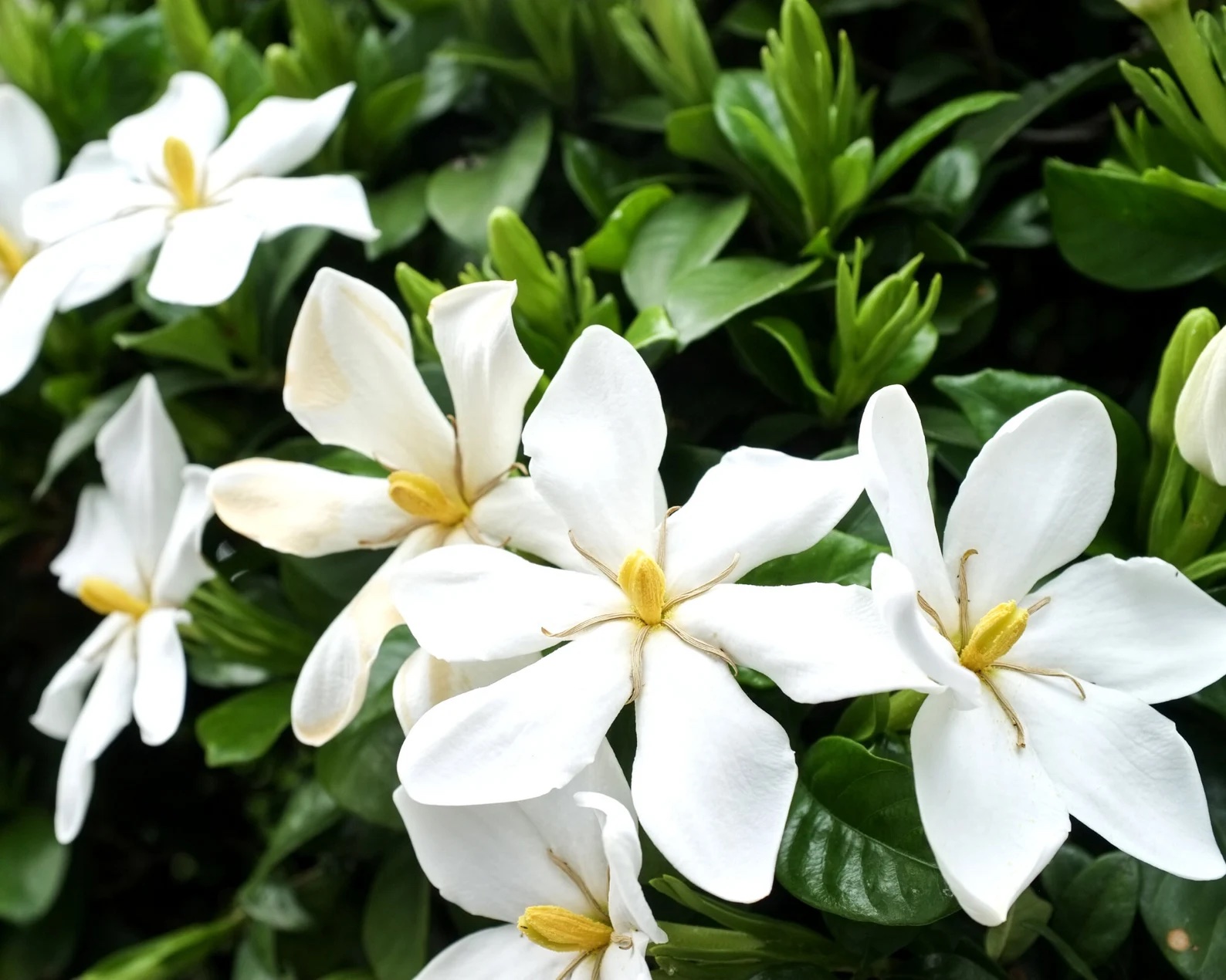 closeup of gardenia blooms on plant